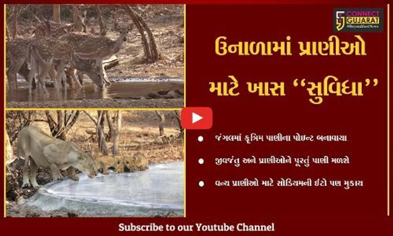 જુનાગઢ : સાસણ ગીર અભ્યારણ્ય અને જંગલ વિસ્તારના પ્રાણીઓ માટે પાણીના કૃત્રિમ કુંડનું નિર્માણ