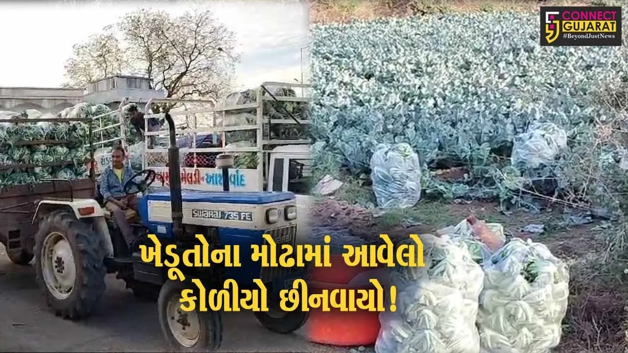 સાબરકાંઠા: માવઠાના કારણે પ્રાંતિજમાં ફ્લાવરની ખેતી કરતા ખેડુતોને ફટકો, વરસાદના પાણીથી પાકના ભાવ ધોવાયા !