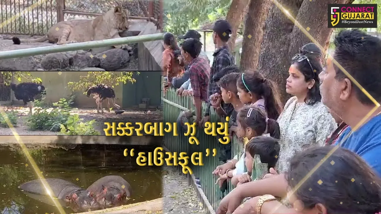જુનાગઢ : દિવાળીની રજાઓમાં મજા માળવા સક્કરબાગ ઝૂમાં ઊમટ્યું સહેલાણીઓનું ઘોડાપૂર...