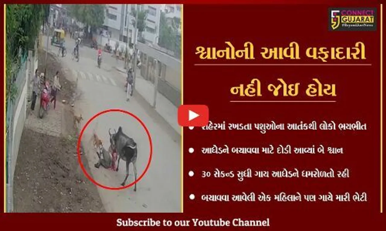 ભાવનગર : ગાયે આધેડ પર અચાનક કર્યો હુમલો, જુઓ કોણ પહેલું દોડયું બચાવવા માટે