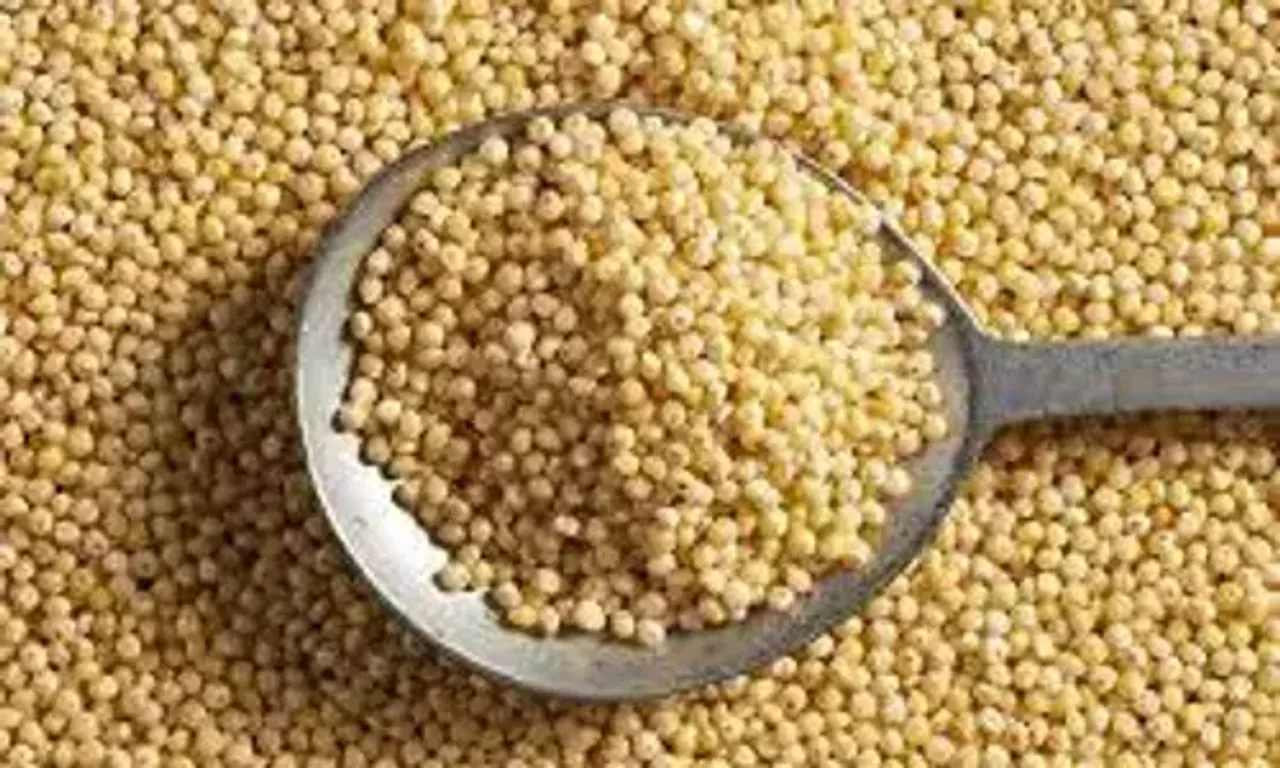 આ મિલેટના છે અનેકગણા ફાયદાઓ, આ નાના દેખાતા દાણા કેન્સર સહિત હાર્ટની બીમારીઓથી રાખશે તમને દૂર.....