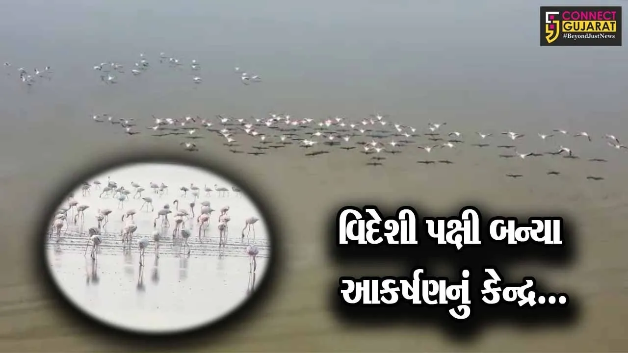 સુરેન્દ્રનગર : કચ્છના નાના રણમાં વિદેશી પક્ષીઓનું આગમન, અભયારણ્યમાં વિદેશી પ્રવાસીઓની સંખ્યામાં વધારો