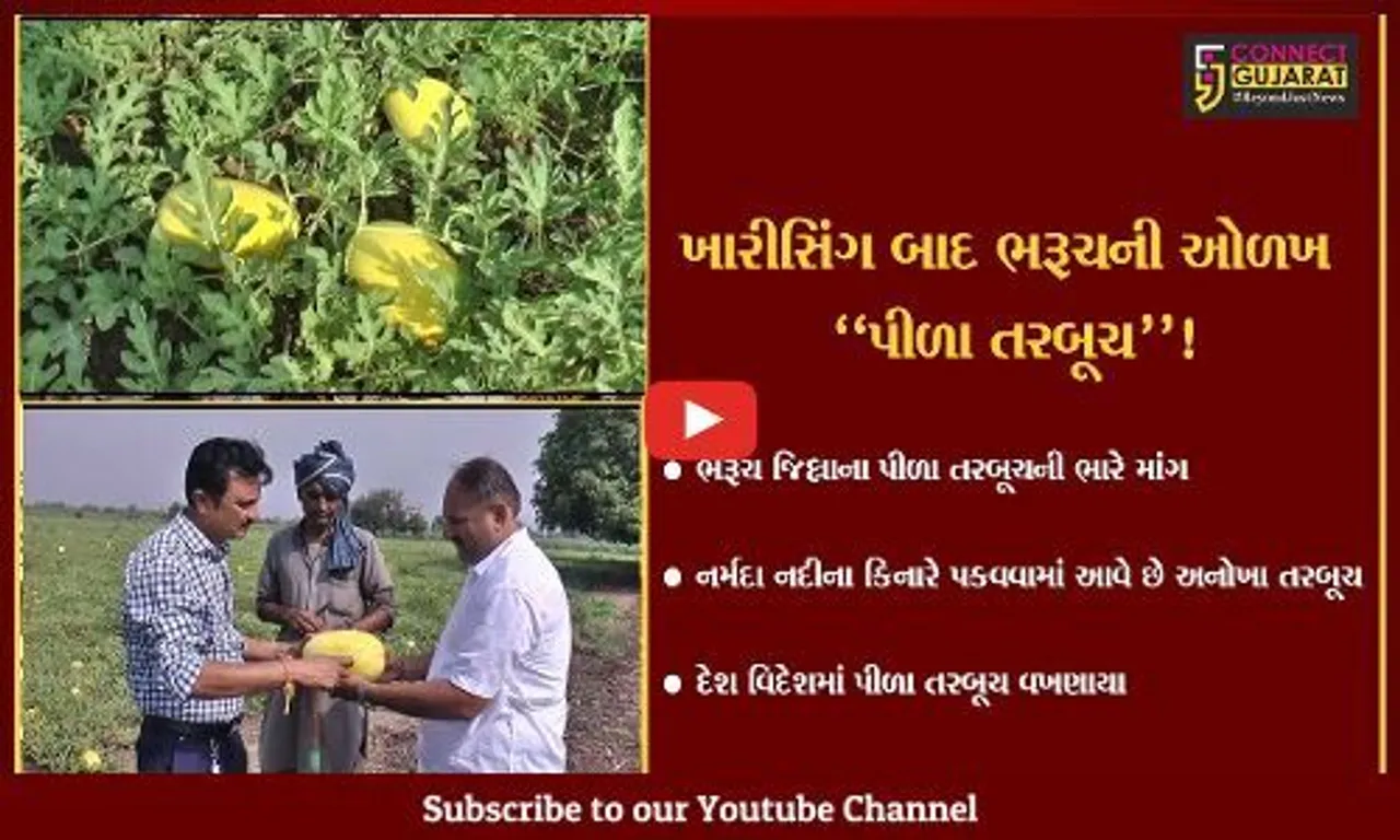 ભરૂચ: ખારીસીંગ બાદ ખેડૂતોના પીળા તરબૂચની પણ ભારે માંગ,દેશ-વિદેશમાં વખણાયા