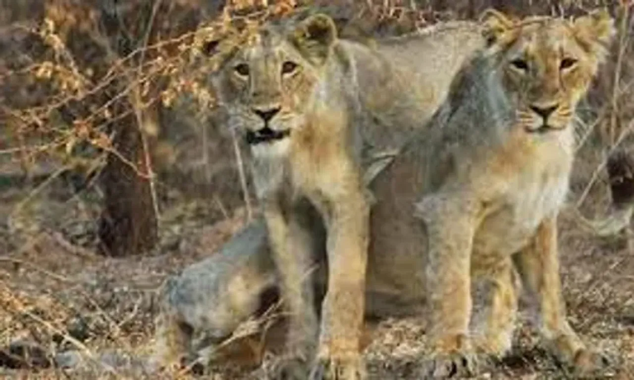 અમરેલી:ગેરકાયદે સિંહદર્શન રોકવા વિશેષ ટીમની રચના,વેકેશનમાં ગીરમાં 2 લાખ પ્રવાસીઓ ઉમટશે