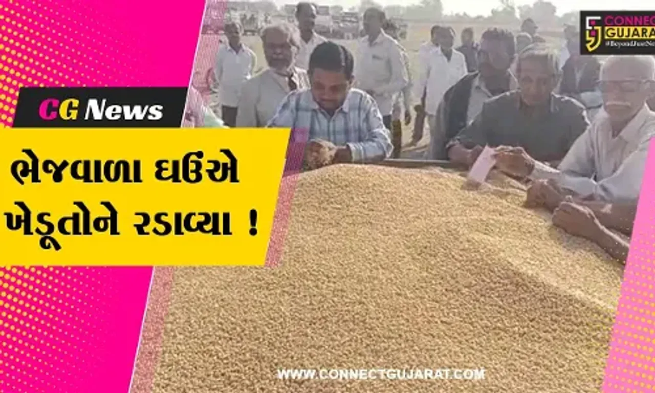 અમરેલી: ખેડૂતોને ઘઉંના પોષણક્ષમ ભાવ ન મળતા નારાજગી, જુઓ શું છે કારણ