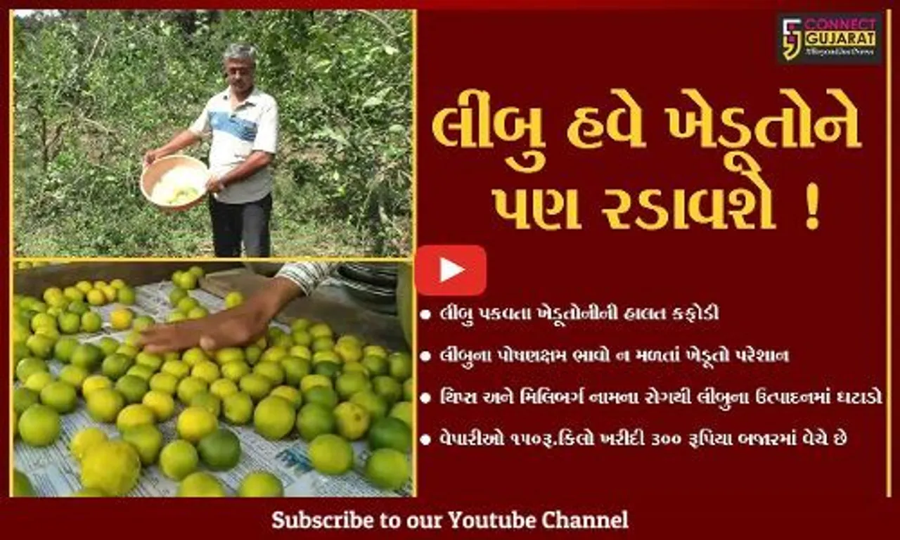 નવસારી: લીંબુ પકવતા ખેડૂતોની હાલત કફોડી,ભાવ ન મળતા ખેડૂતો પરેશાન