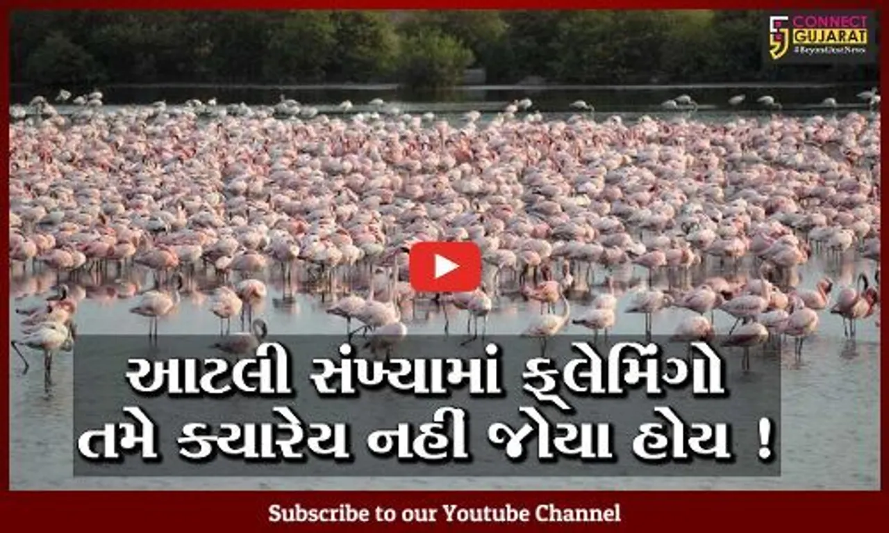 કચ્છ અને ખડીરના રણ વિસ્તારમાં મોટા પ્રમાણમાં ફ્લેમિંગોનું આગમન,જુઓ સુંદર નજારો