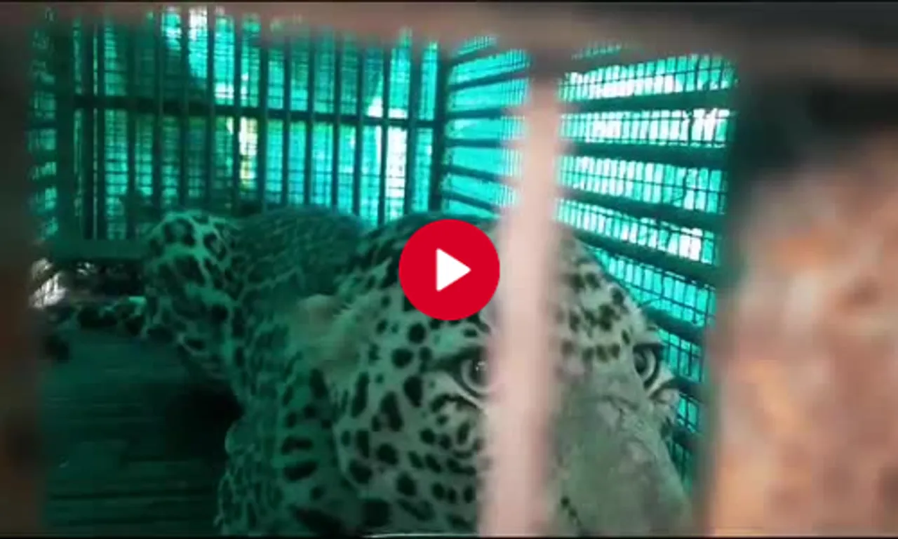 આમોદ : રોજા ટંકારીયા ગામની ગેલ કંપનીના સંકુલમાં આટા ફેરા મારતો દીપડો પાંજરે પુરાયો