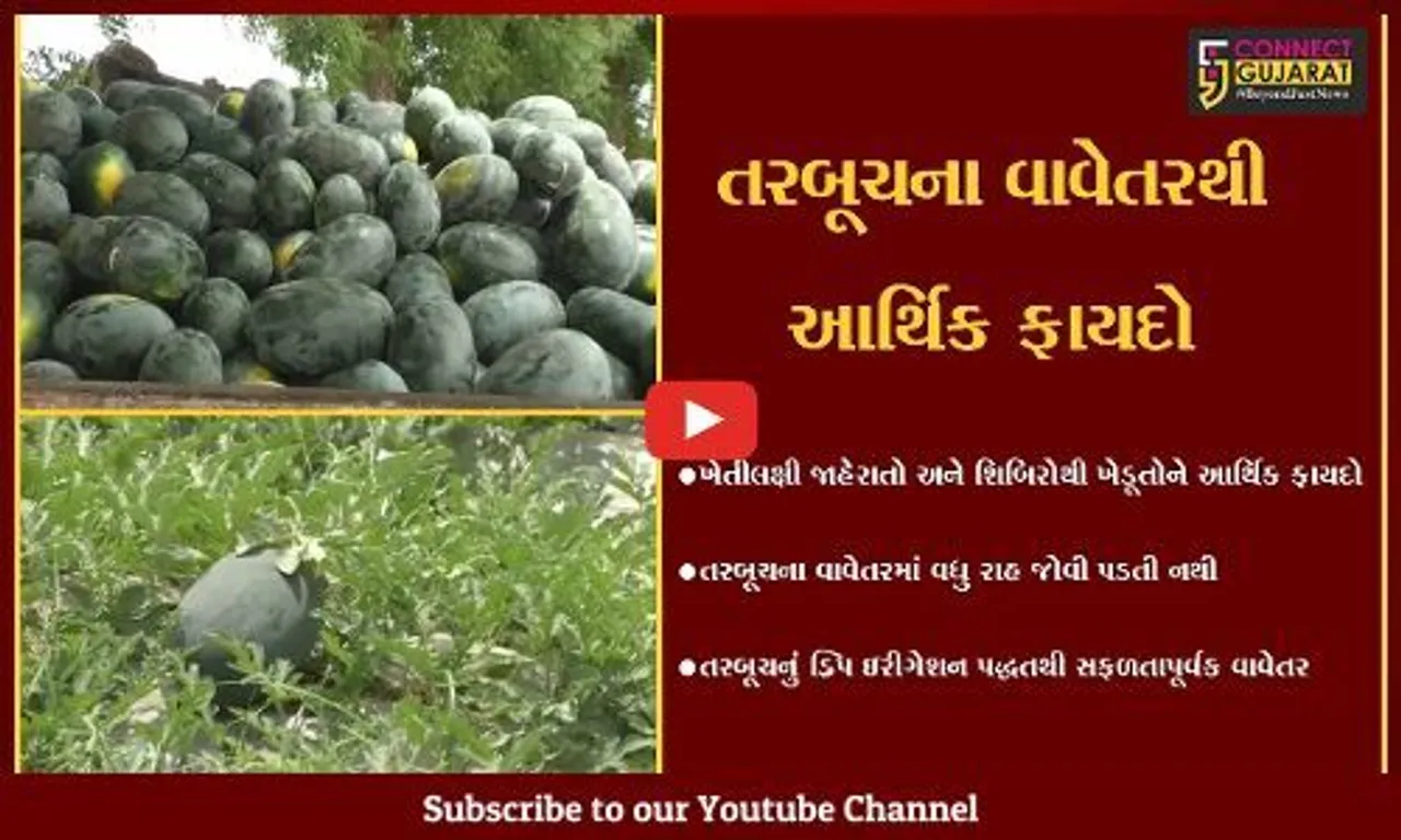 સુરેન્દ્રનગર : જિલ્લામાં ખેડૂતો રોકડીયા વાવેતર તરફ વળ્યા, ગજણવાવના ખેડૂતે તરબૂચનું સફળ વાવેતર કર્યું..