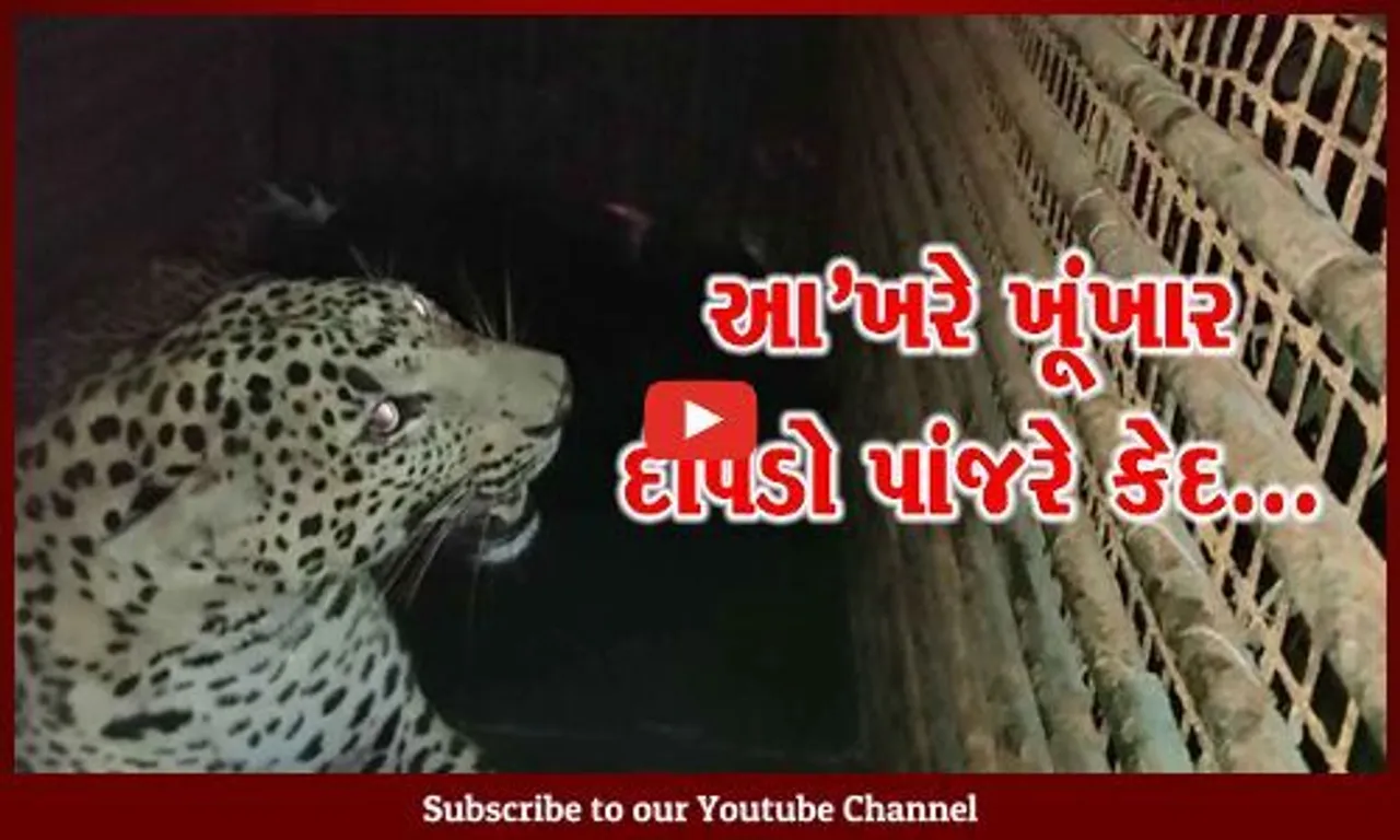 વલસાડ : જુઓ CCTVમાં "LIVE" દ્રશ્યો, ખૂંખાર દીપડો કેવી રીતે પુરાય છે પાંજરે..!
