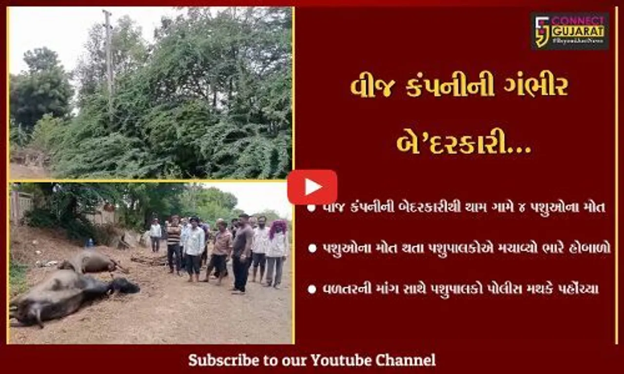 ભરૂચ : થામ ગામે વીજ કરંટ લાગતાં 4 પશુઓના મોત, વીજ કંપનીની બેદરકારી સામે પશુપાલકોમાં રોષ