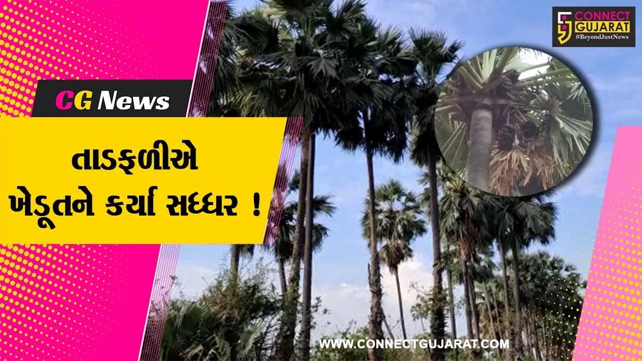 ભરૂચ:અંકલેશ્વરના જુનાદીવા ગામના ખેડૂતે તાડની ખેતી કરી મેળવી સારી આવક