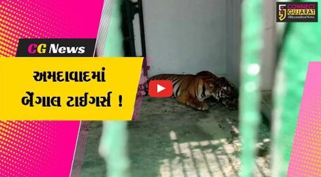 અમદાવાદ: ઔરંગાબાદથી બે માદા વાઘણ કાંકરિયા ઝૂમાં લાવવામાં આવી,લોકોનું વધશે આકર્ષણ !