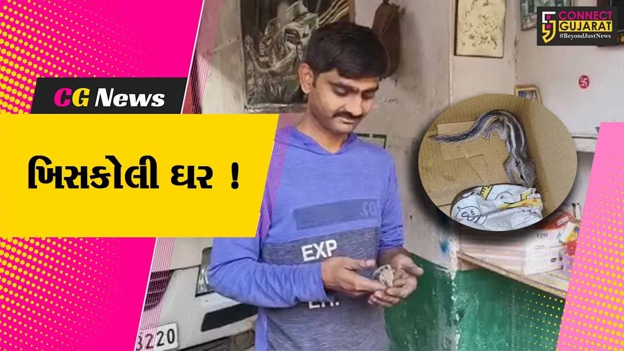 સુરેન્દ્રનગર: લુપ્ત થતી ખિસકોલી પ્રજાતીને બચાવવાનો પ્રયાસ,યુવકે સ્વખર્ચે બનાવ્યું ખિસકોલી ઘર