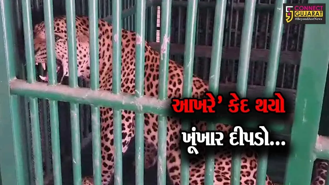 અમરેલી : ધારી પંથકમાં આતંક મચાવનાર દીપડો પાંજરે પુરાયો, લોકોમાં રાહત...