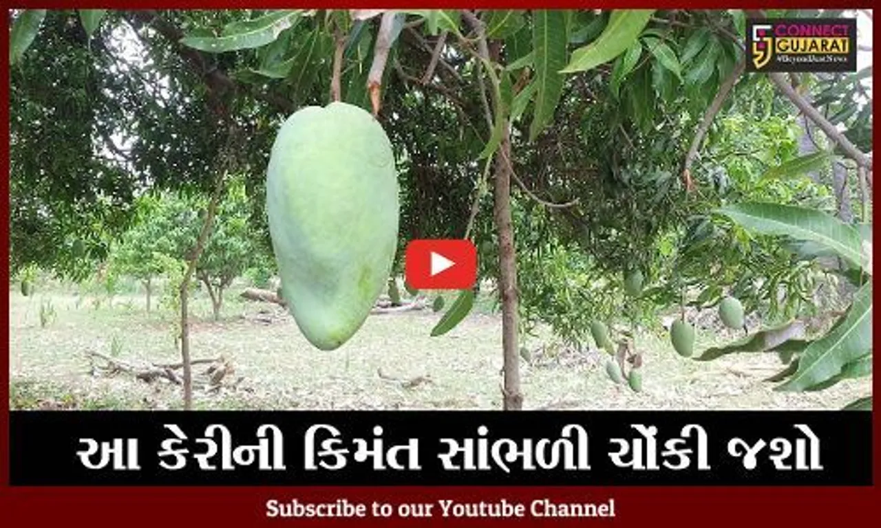 મધ્યપ્રદેશ : દેશમાં માત્ર કઠિવાડામાં થાય છે "નુરજહા" કેરી, એક કેરીની કિમંત છે હજારો રૂપિયામાં