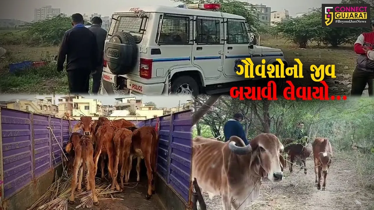 ભરૂચ : કતલ થાય તે પહેલા જ પોલીસ અને જીવદયા પ્રેમીઓએ બદર પાર્ક નજીકથી 18 ગૌવંશોને બચાવ્યા, 2 શખ્સોની ધરપકડ...