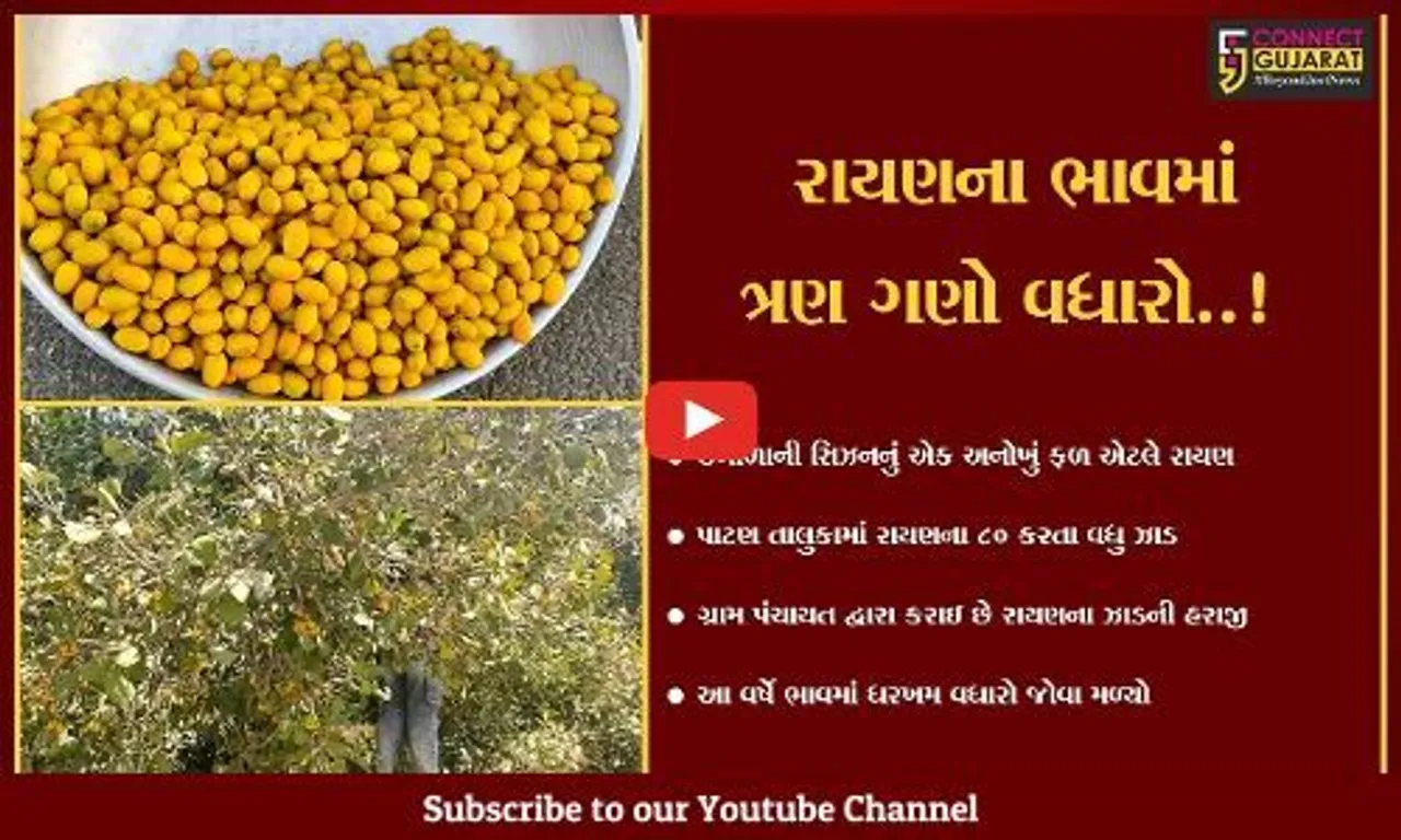 પાટણ : ઉનાળામાં ખવાતું અન્ય એક ફળ એટ્લે રાયણ, બાલીસણા હાઇવે પર રાયણોની ખરીદીઓ કરતા વટેમાર્ગુઓ..