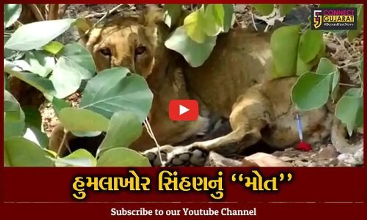 અમરેલી : બાબરકોટ ગામેથી પાંજરે પુરાયેલ હુમલાખોર સિંહણનું સારવાર દરમ્યાન મોત, વન વિભાગે પુષ્ટી કરી