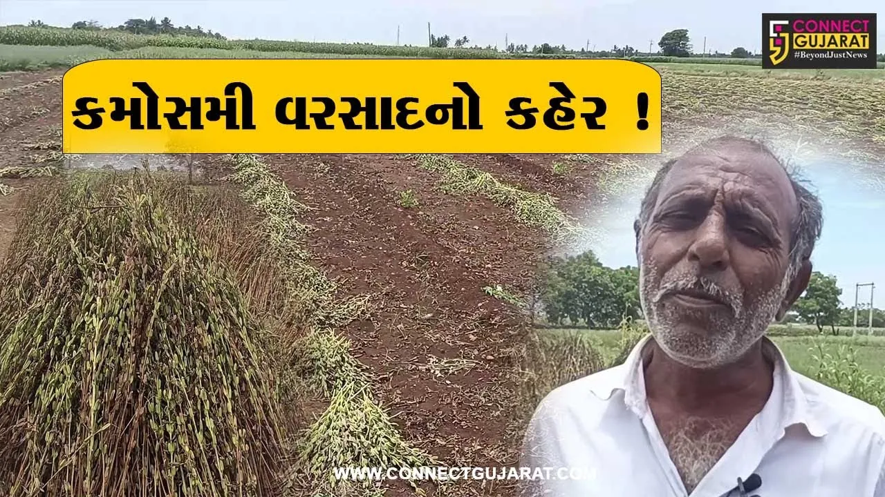 ગીરસોમનાથ: કમોસમી વરસાદે કહેર વરસાવ્યો, ખેડૂતોના ઊભા પાકને વ્યાપક નુકશાન