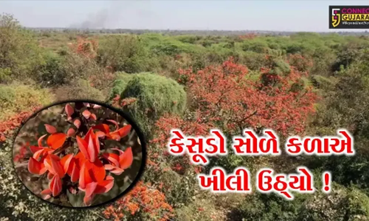 ભરૂચ: ઝઘડીયા પંથકમાં જંગલોએ કેસર્યો ધારણ કર્યો હોય એવા દ્રશ્યો, કેસુડો સોળે કળાએ ખીલી ઉઠ્યો