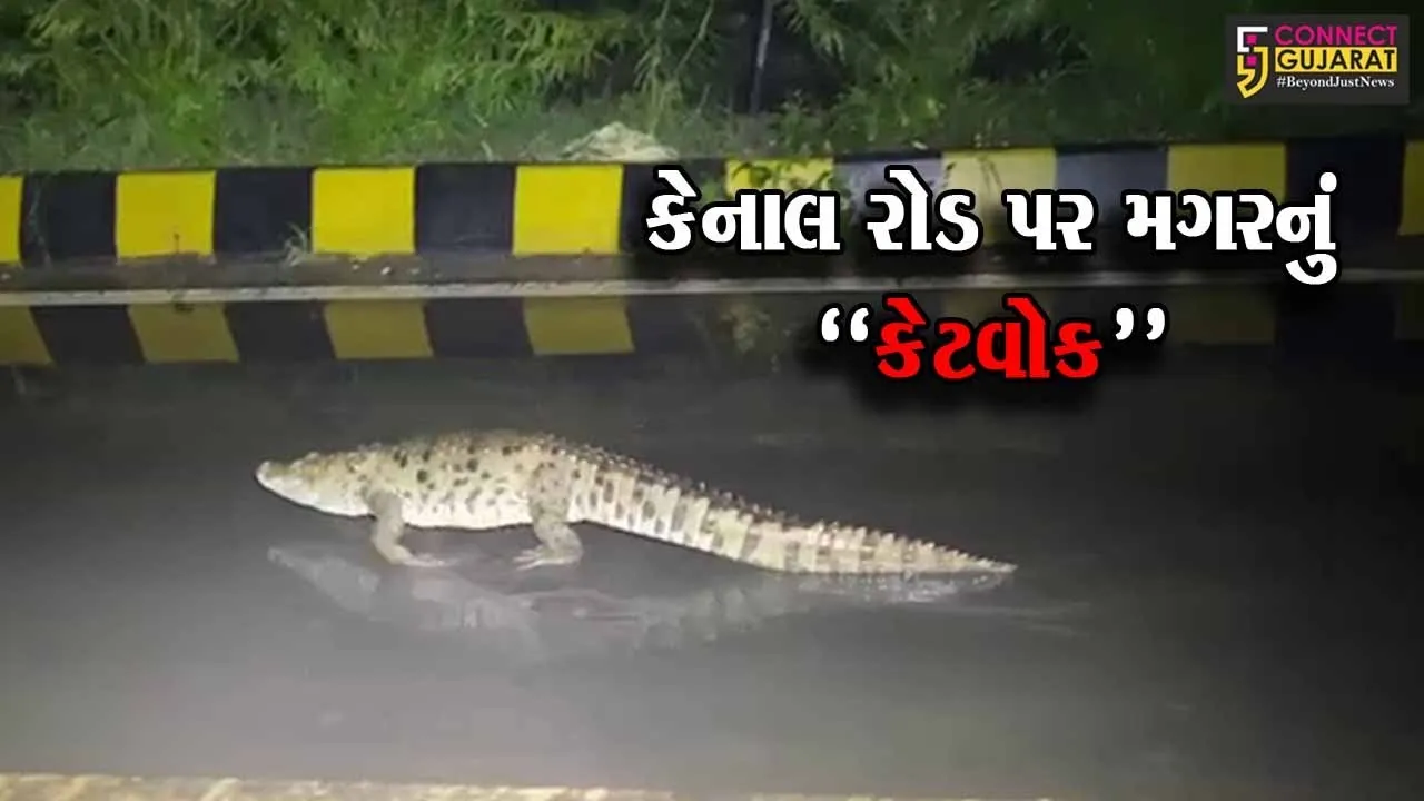 વડોદરા : હરણી-કેનાલ રોડ પરથી સાડા પાંચ ફૂટ લાંબા મગરનું જીવદયાપ્રેમીઓએ કર્યું રેસક્યું...