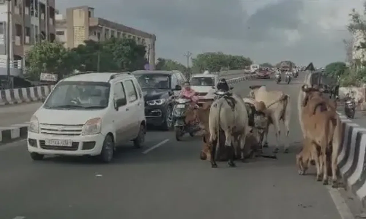 અંકલેશ્વર : ગડખોલ-સુરવાડી રેલ્વે ઓવરબ્રિજ પર રખડતાં ઢોરનો અડિંગો, વાહનચાલકોમાં અકસ્માતનો ભય..!