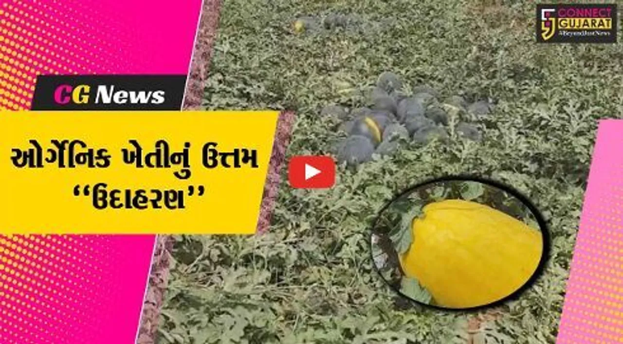 સાબરકાંઠા : 4 પ્રકારના તરબૂચની સફળ ઓર્ગેનિક ખેતી, વર્ષે રૂ. 3-4 લાખની કમાણી કરતાં ચિત્રોડીના ખેડૂત...