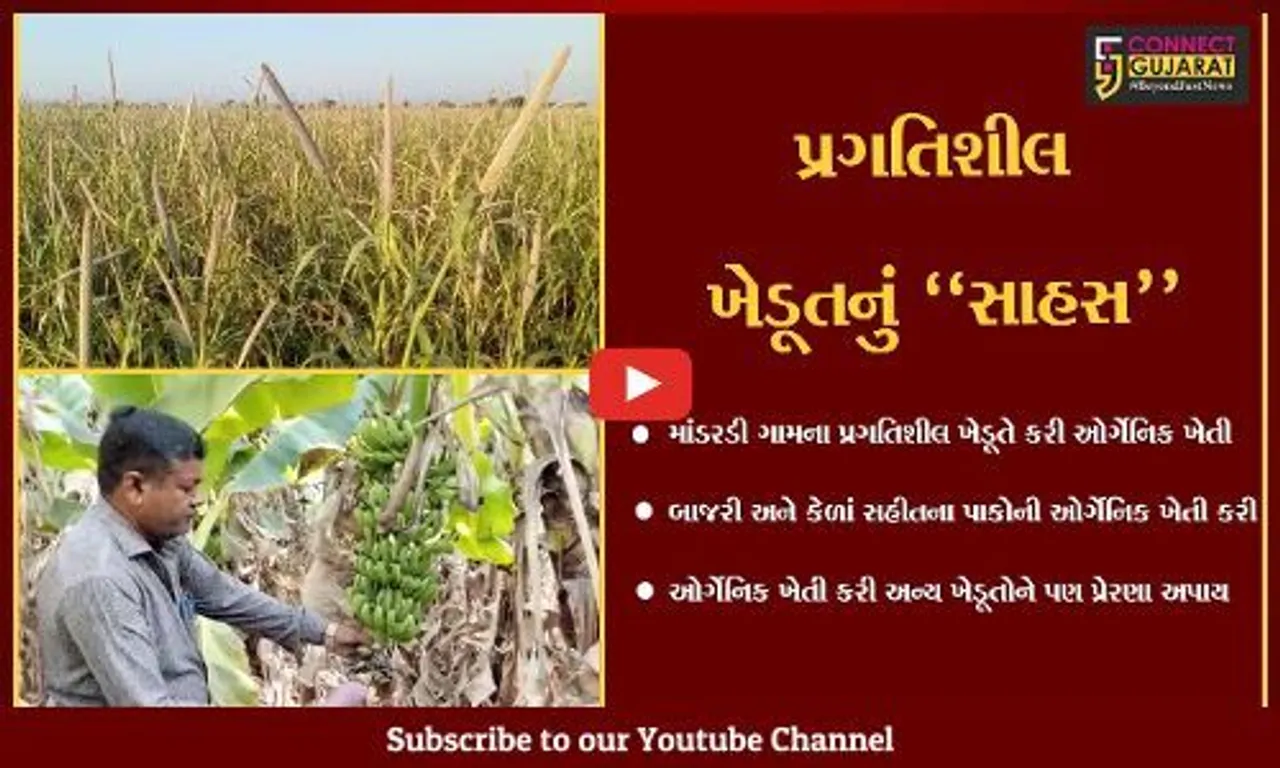 અમરેલી : માંડરડીના ખેડૂતે ઓર્ગેનિક ખેતી કરી મેળવી બમણી આવક, અન્ય ખેડૂતોને આપી પ્રેરણા.