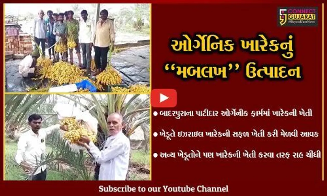 પાટણ : ગૌમૂત્ર અને ગોબરના ખાતરથી બાદરપુરાના ખેડૂતે મેળવ્યું ઓર્ગેનિક ખારેકનું ઉત્પાદન, અન્ય ખેડૂતોને રાહ ચીંધી
