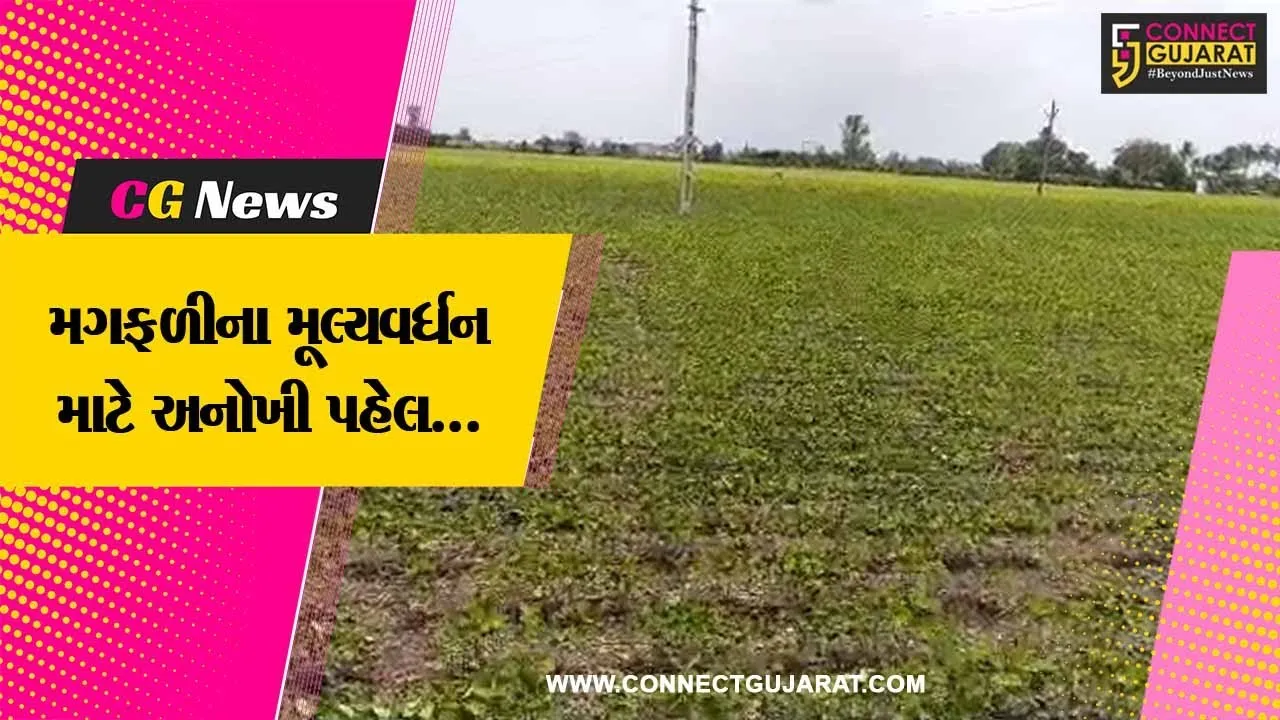 ભારત દેશના એકમાત્ર જુનાગઢનું મીઠાપુર ગામ મગફળી સંશોધન કેન્દ્ર તરીકે પ્રસ્થાપિત…