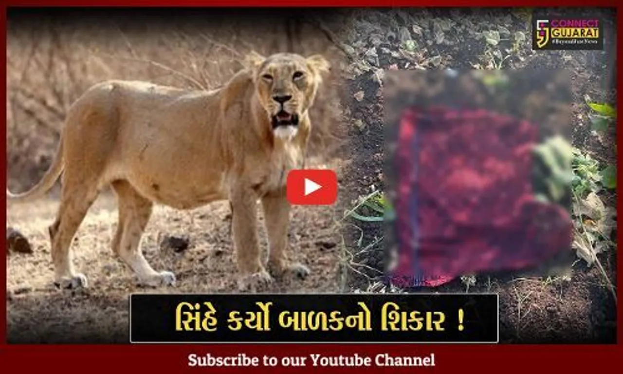 અમરેલી: સાવરકુંડલામાં પરિવારજનોની હાજરીમાં જ સિંહે 3 વર્ષના બાળકનો કર્યો શિકાર, વન વિભાગને બાળકના મળ્યા અંગો