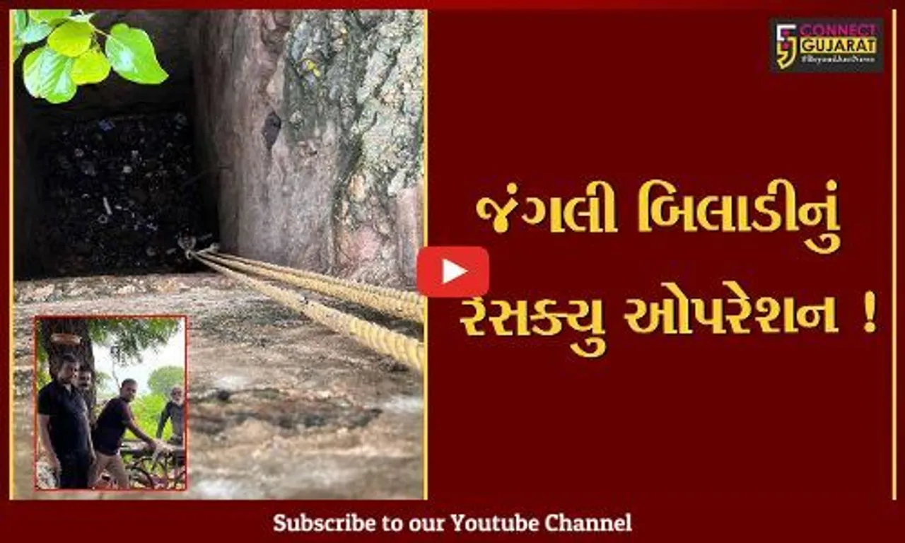 સુરેન્દ્રનગર: ધ્રાંગધ્રામાં 3 વર્ષથી ખાલી કૂવામાં પડેલ જંગલી બિલાડીનો જીવ બચાવાયો,જુઓ LIVE રેસક્યું ઓપરેશન