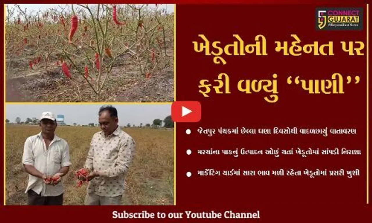 રાજકોટ : મરચાંનું ઉત્પાદન ઓછું થતાં ખેડૂતોની હાલત કફોડી, પણ માર્કેટિંગ યાર્ડ આપે છે સારો ભાવ...