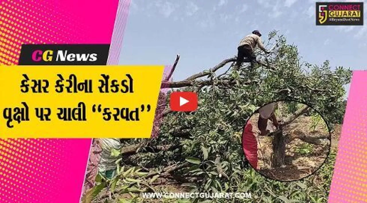 ગીરની શાન ગણાતા કેસર કેરીના બગીચાઓને ખેડૂતો કરી રહ્યા છે “નષ્ટ”, કારણ જાણી ચોંકી ઊઠશો..!