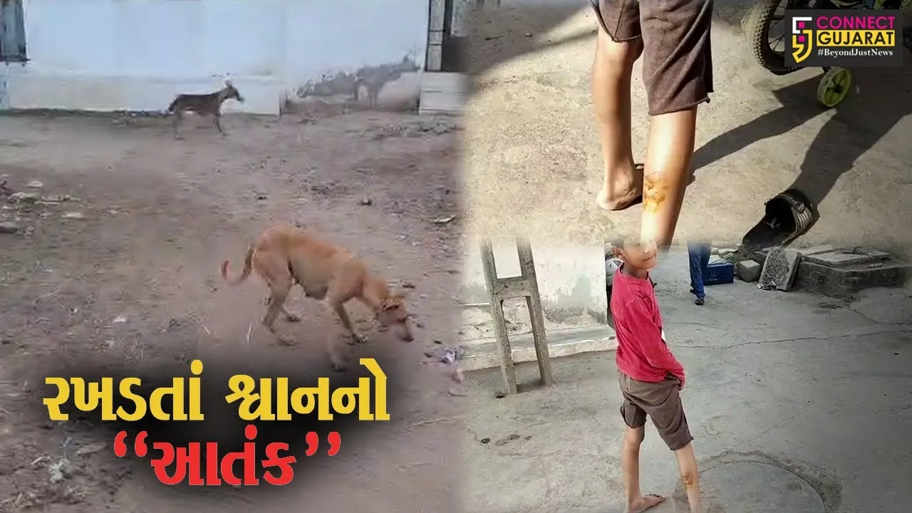 ભરૂચ : આમોદમાં રખડતાં શ્વાને બચકાં ભરતા 3થી વધુ બાળકો લોહીલુહાણ, લોકોમાં ભયનો માહોલ...