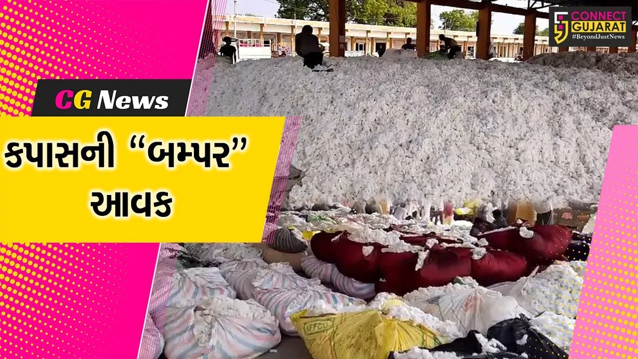 અમરેલી : બીજા નોરતે બાબરા માર્કેટિંગ યાર્ડમાં કપાસની બમ્પર આવક, સારા ભાવ મળતા ખેડૂતોમાં ખુશી...