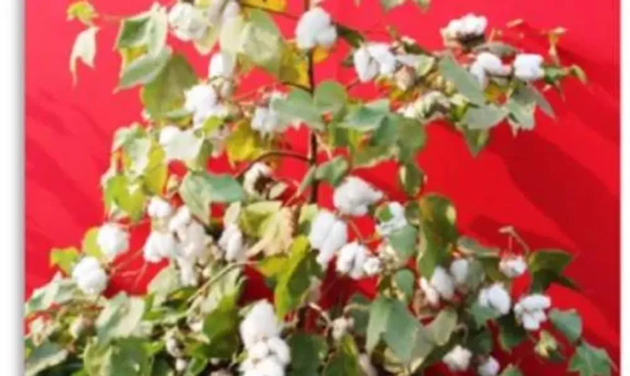 આજે તા. 7મી ઓકટોબર એટલે "વિશ્વ કપાસ દિવસ" : જાણો, ગુજરાતમાં કપાસ: ભુતકાળ અને વર્તમાન...