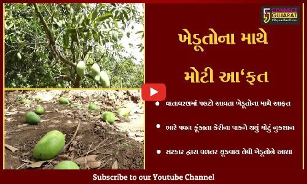 નર્મદા : વલસાડ-ગીરમાં થતી કેરીથી ખેડૂતે ઊભી કરી આંબાવાડી, તો પણ થયું નુકશાન, જાણો કોણ વેરી બન્યું..!