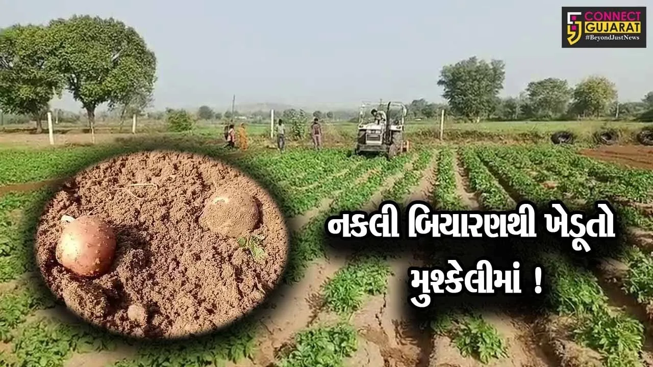 અરવલ્લી:નકલી બિયારણના કારણે ખેડૂતો મુશ્કેલીમાં, કંપની સામે કાર્યવાહીની માંગ