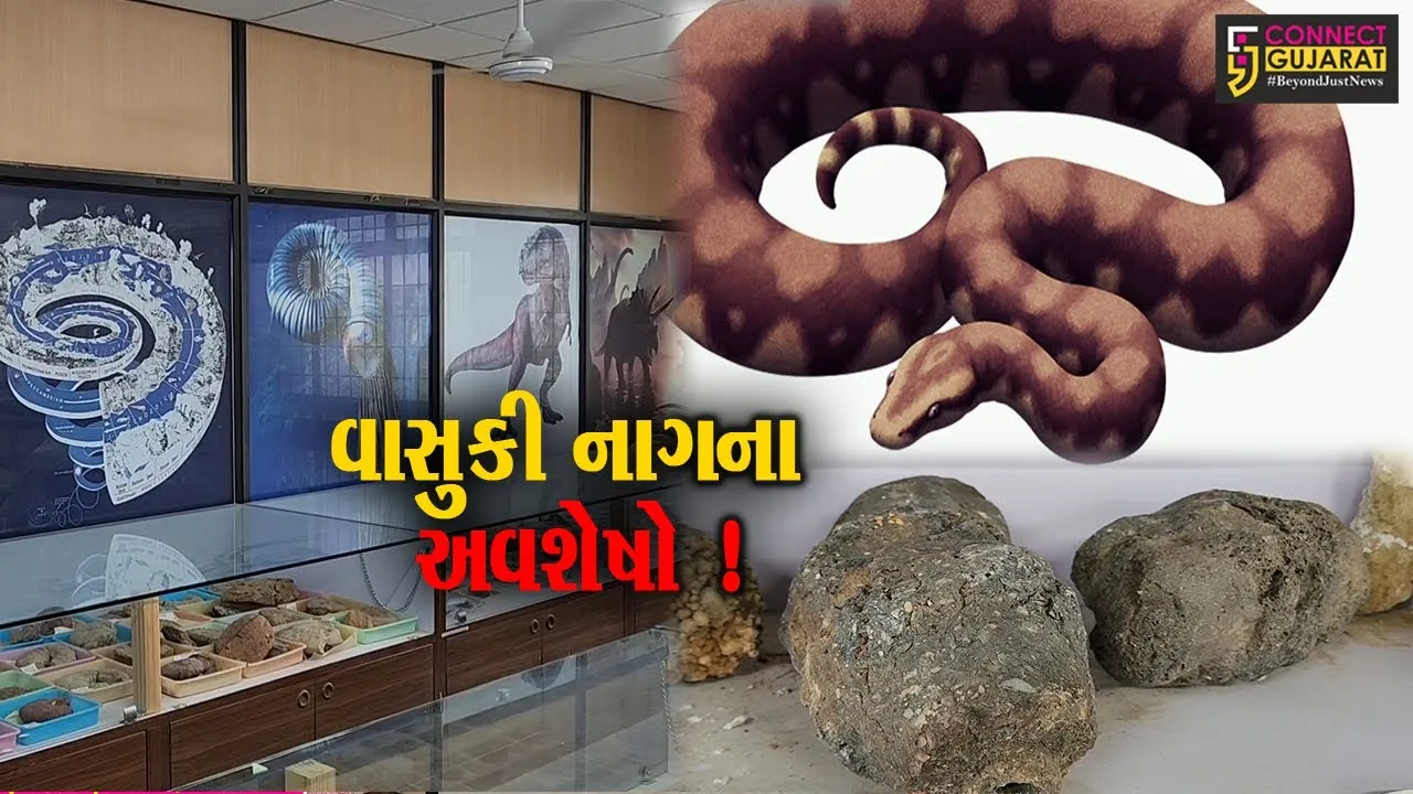 કચ્છ : સમુદ્રમંથન સમયના વાસુકી નાગના અવશેષો મળી આવ્યા, સમગ્ર વિશ્વનું ધ્યાન ખેંચાયુ