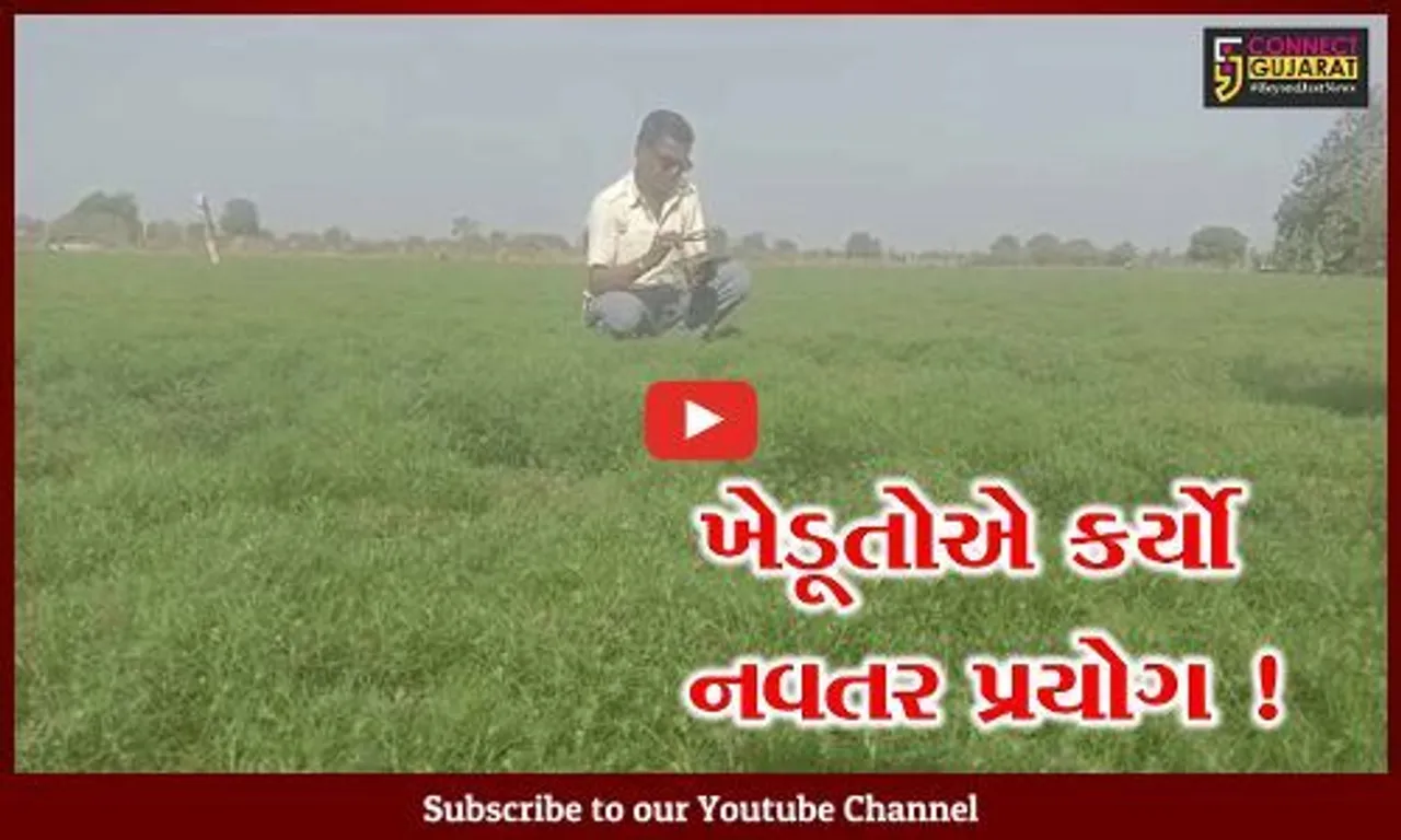 અમરેલી: ખેડૂતો જીરાની ખેતી તરફ આગળ વધતા મળ્યુ મબલખ ઉત્પાદન