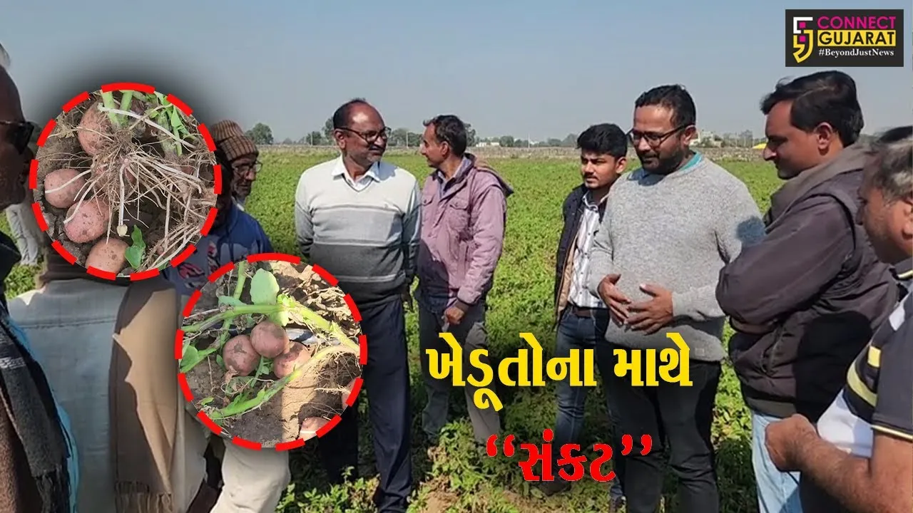 સાબરકાંઠા : હિંમતનગરના 7 ગામમાં વાવેતર કરેલા બટાકામાં આવ્યો સુકારો રોગ, ખેડૂતોની બેઠી માઠી દશા