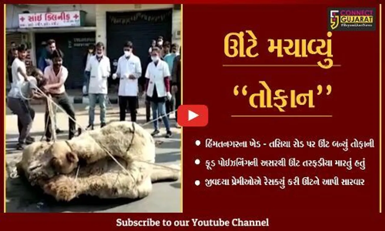 સાબરકાંઠા : હિંમતનગરમાં ઊંટ બન્યું તોફાની, જીવદયા પ્રેમીઓએ રેસક્યું કરી આપી સારવાર...