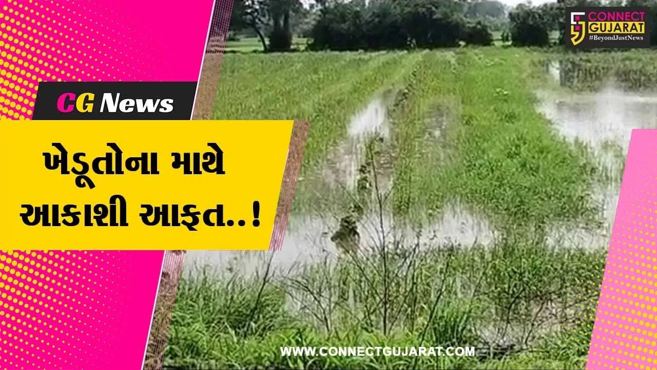 ભરૂચ : ભારે વરસાદ વરસતા જંબુસરના કારેલી ગામે ખેડૂતોના પાકને વ્યાપક નુકશાન..!