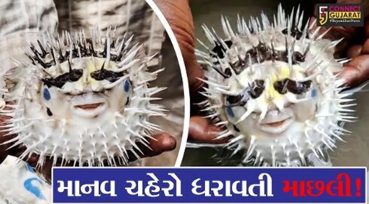 ભરૂચ: હાંસોટના ઇલાવ ગામ નજીક કિમ નદીમાંથી માનવ ચહેરા જેવી દેખાતી અલભ્ય માછલી મળી આવી