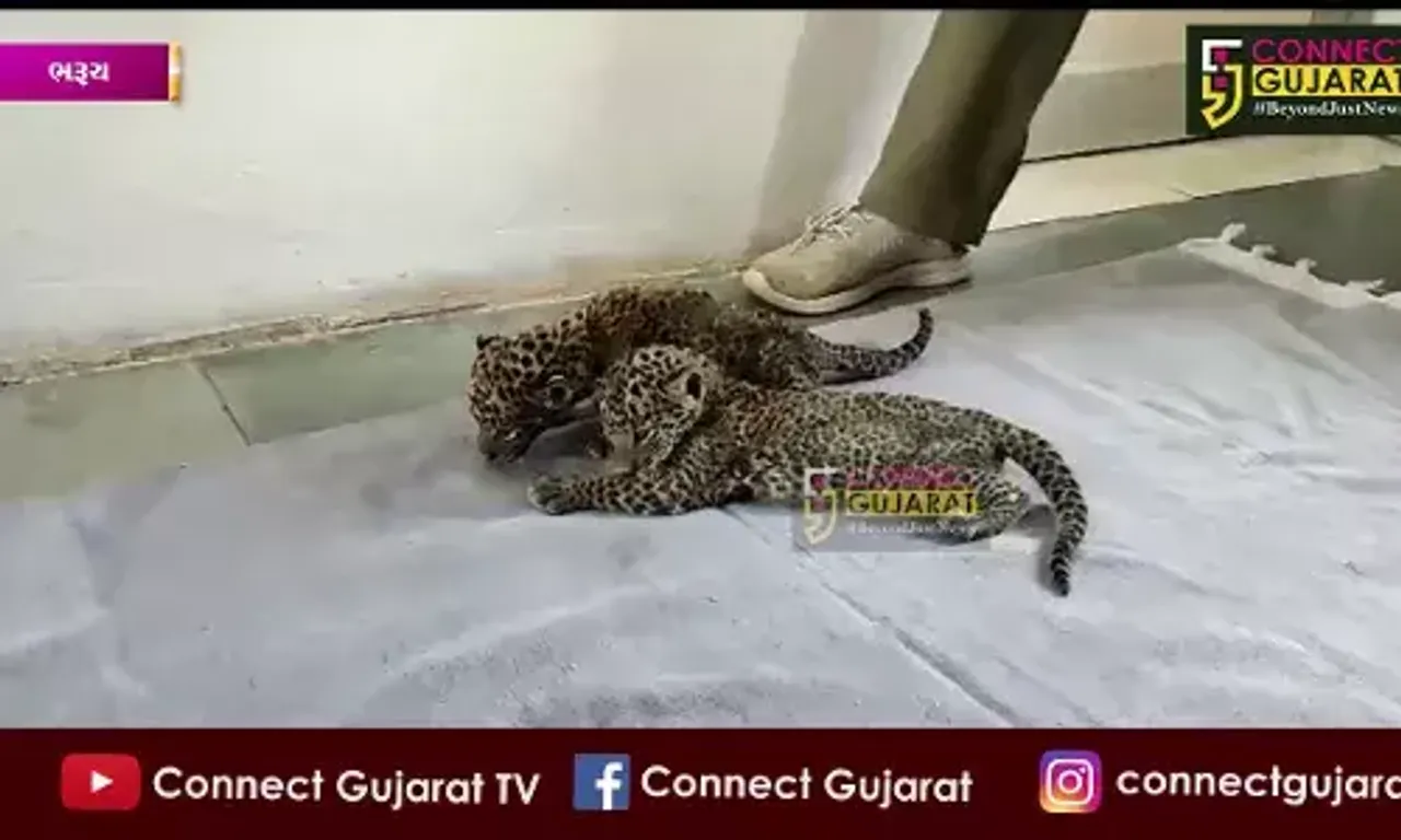 ભરૂચ : ઝગડીયા તાલુકાના સીયાલી ગામે શેરડીના ખેતરમાંથી બે નવજાત દીપડાના બચ્ચા મળી આવ્યા