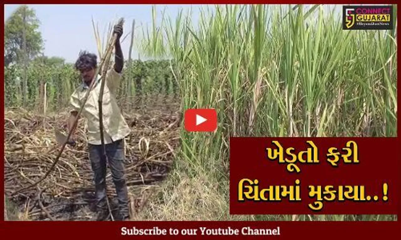 સુરત : વધુ પડતા ખાતર, જંતુનાશક દવા અને પાકની ફેરબદલી ન થતાં સાયણમાં શેરડીનું ઉત્પાદન ઘટ્યું..!