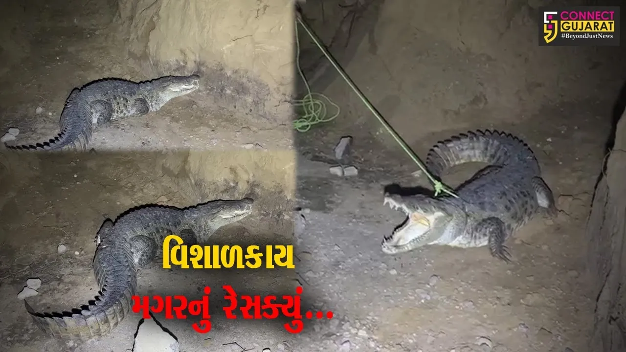 વડોદરા : પાદરા-જંબુસર માર્ગ પર વિશાળકાય મગર દેખા દેતા ગ્રામજનોમાં ફફડાટ, ભારે જહેમતે કરાયો મગરને રેસક્યું...