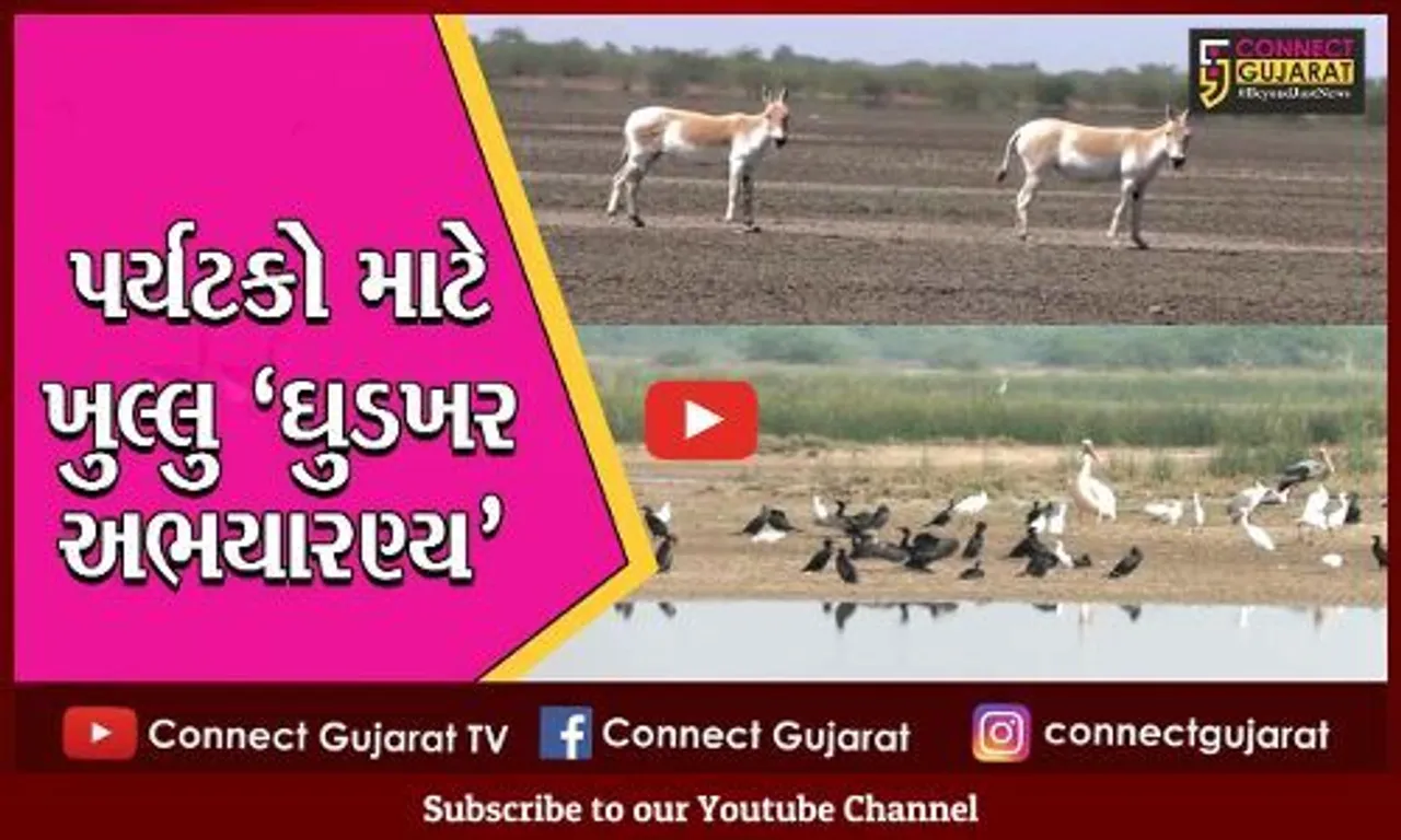 સુરેન્દ્રનગર: ઘુડખર અભયારણ્ય પર્યટકો માટે ખુલ્લું મુકાયું
